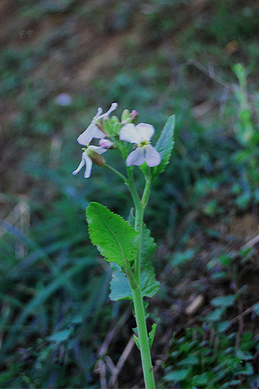 路边的野花2.jpg