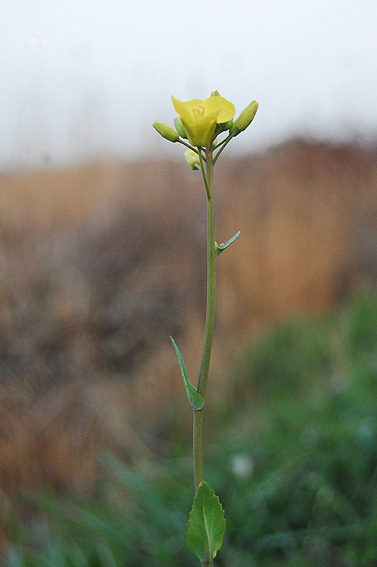 路边的菜花1.jpg