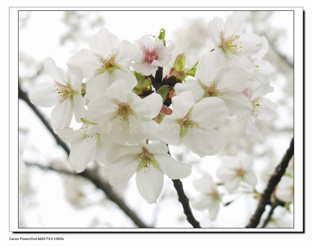 日本樱花x.JPG