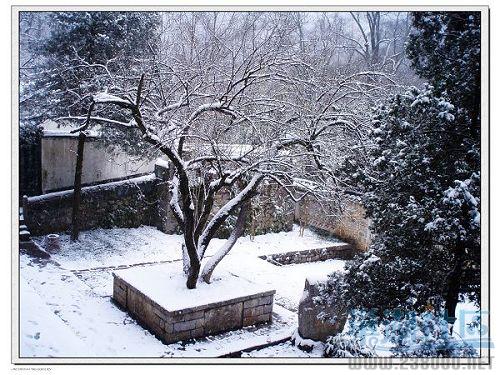 雪似梅花，梅花似雪，似与不似都奇绝.jpg