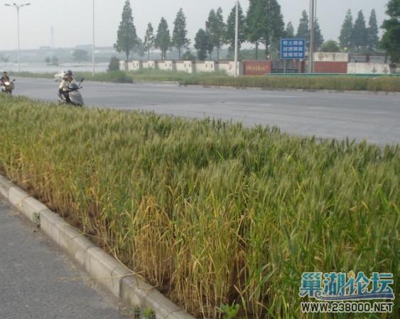 马路绿化带用于种庄稼，一举两得，好创举。犯愁的是下季种水稻怎么办啊，望高人来支招。