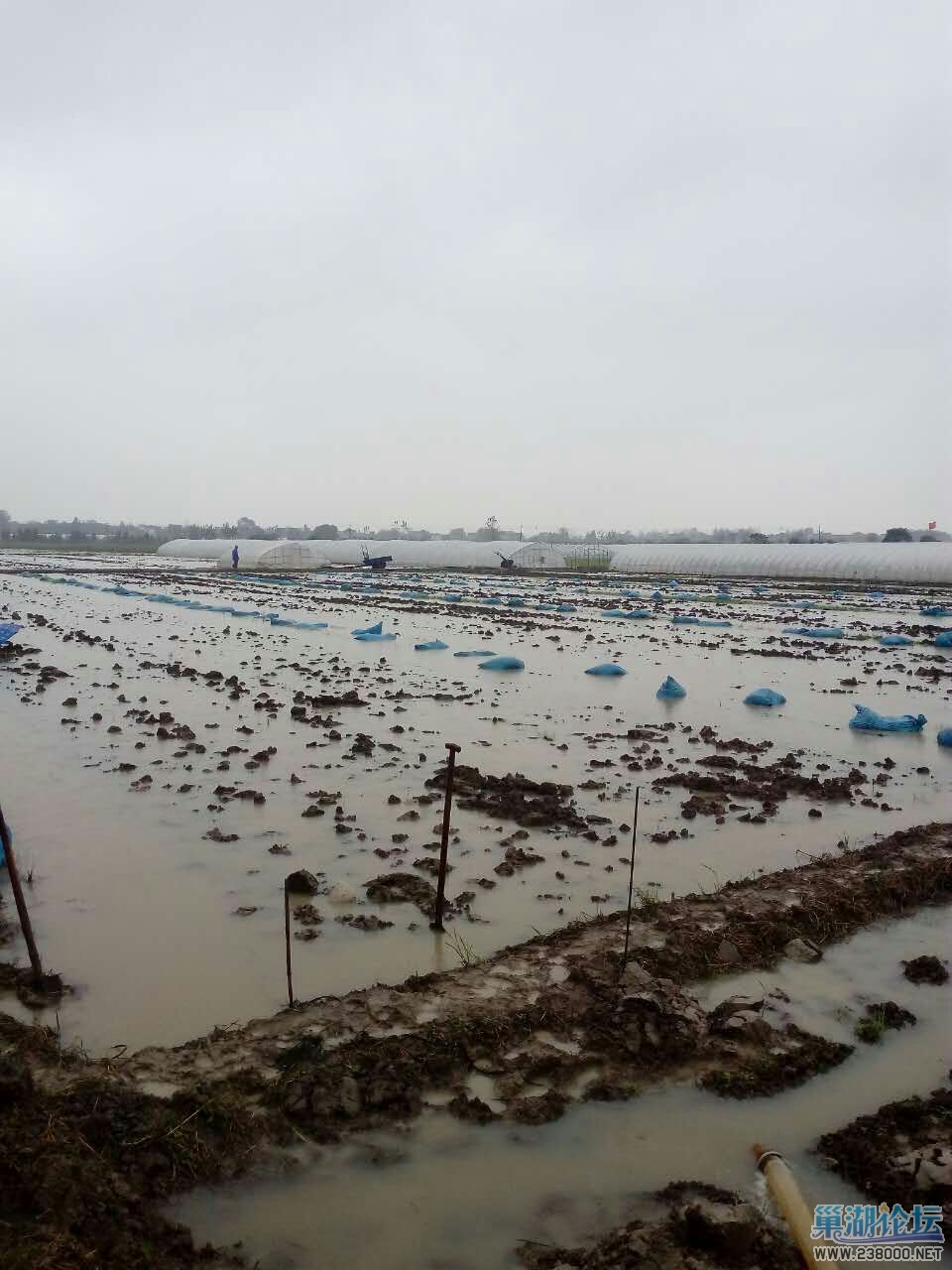 中旱小联圩蔬菜基地内涝